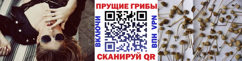 Псилоцибиновые грибы прущие грибы  ссылка на мегу ССЫЛКА  Краснознаменск  где купить наркотик 
